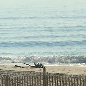 Meet your Posher, Zoe